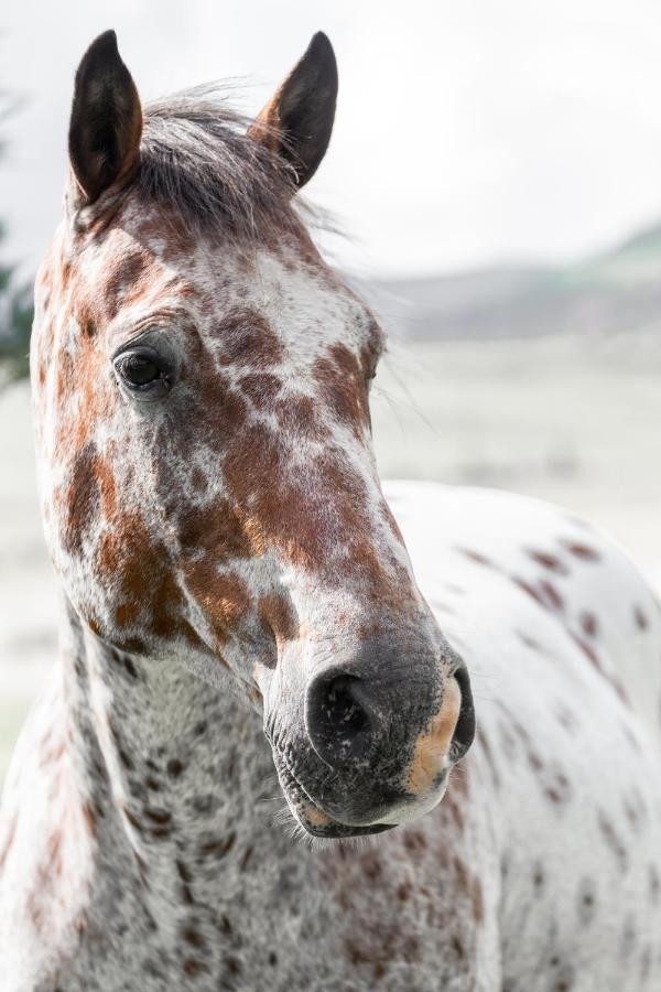 Wild Horses Lodge Harrismith Eksteriør billede