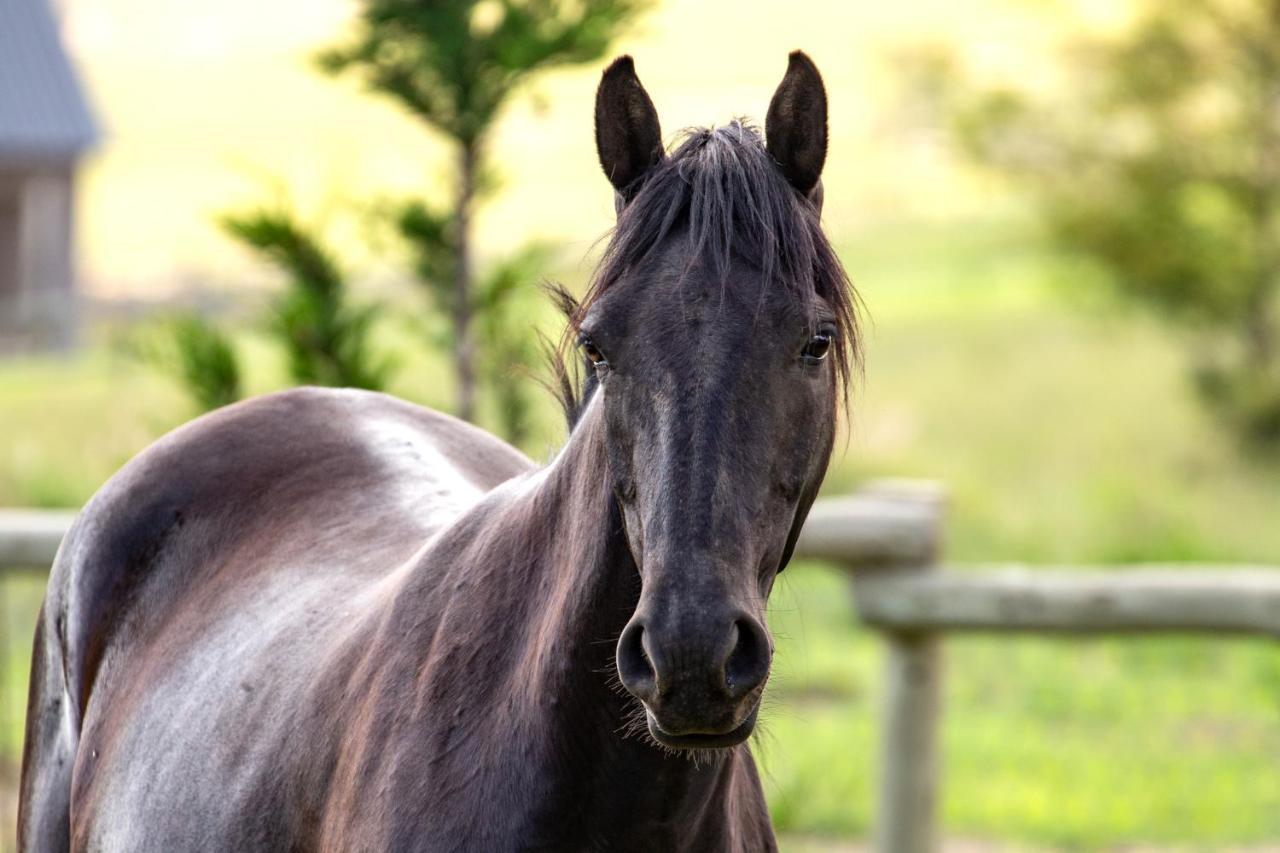 Wild Horses Lodge Harrismith Eksteriør billede